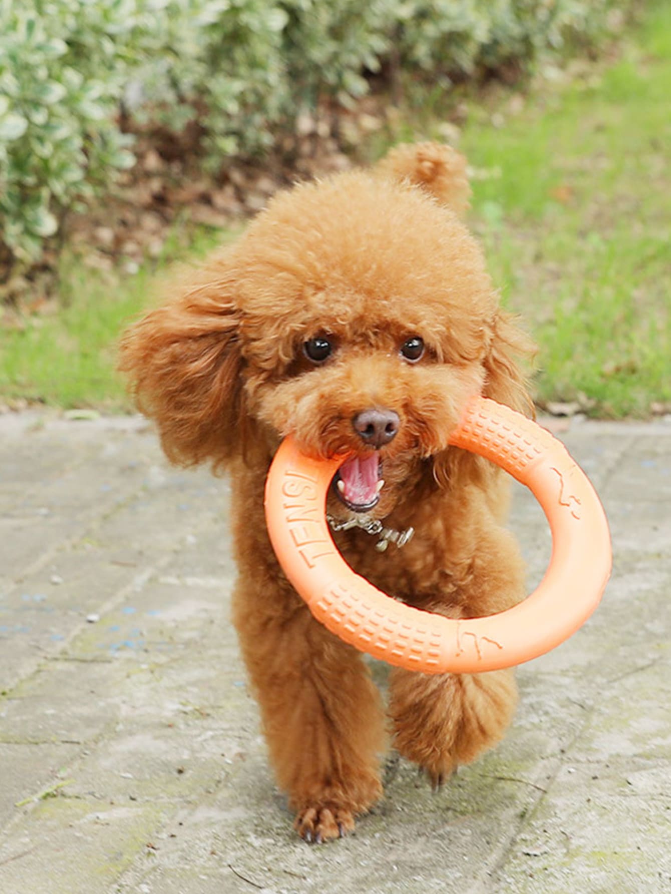 1pc Pet Interactive Tension Training Ring