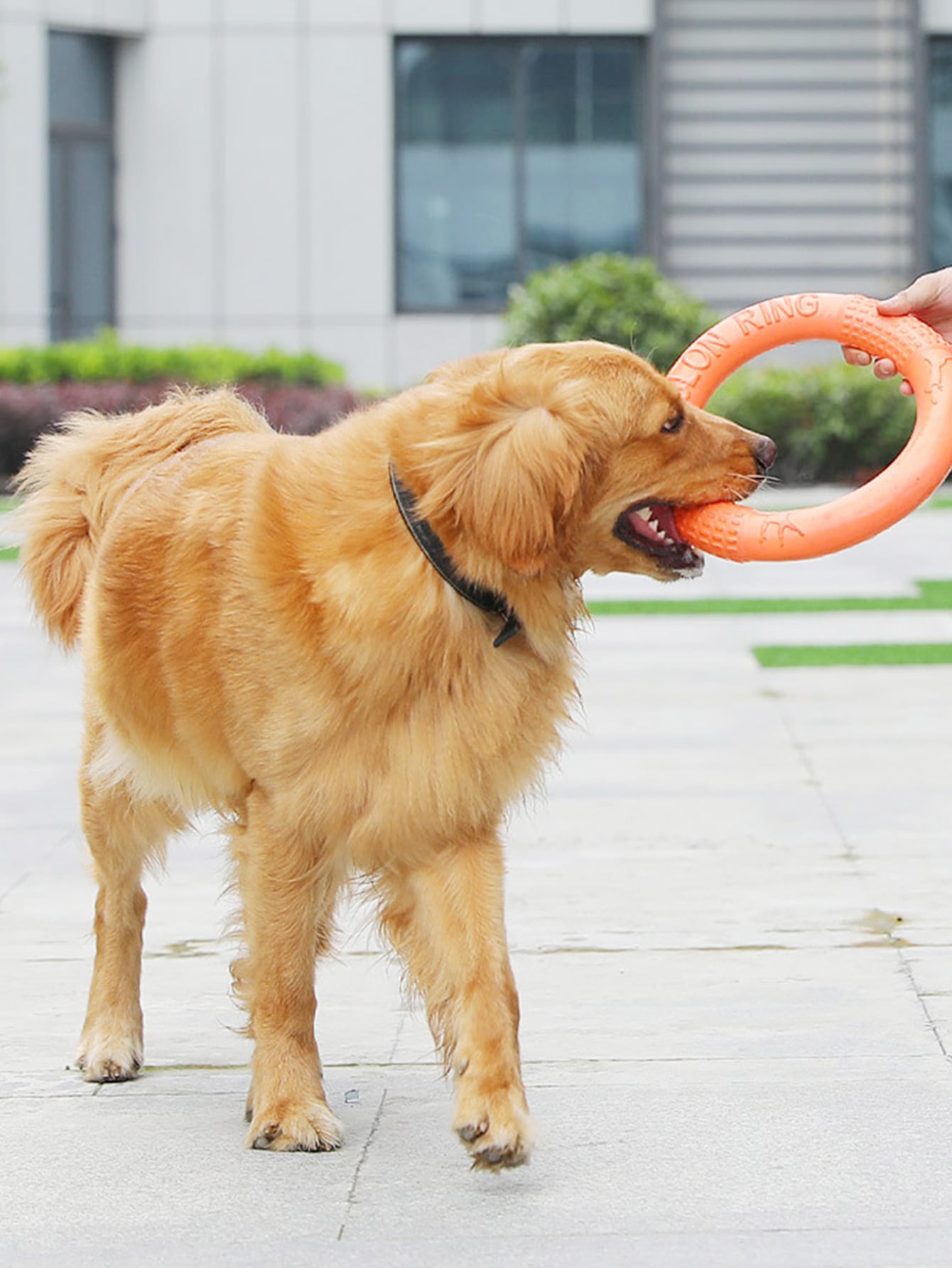 1pc Pet Interactive Tension Training Ring