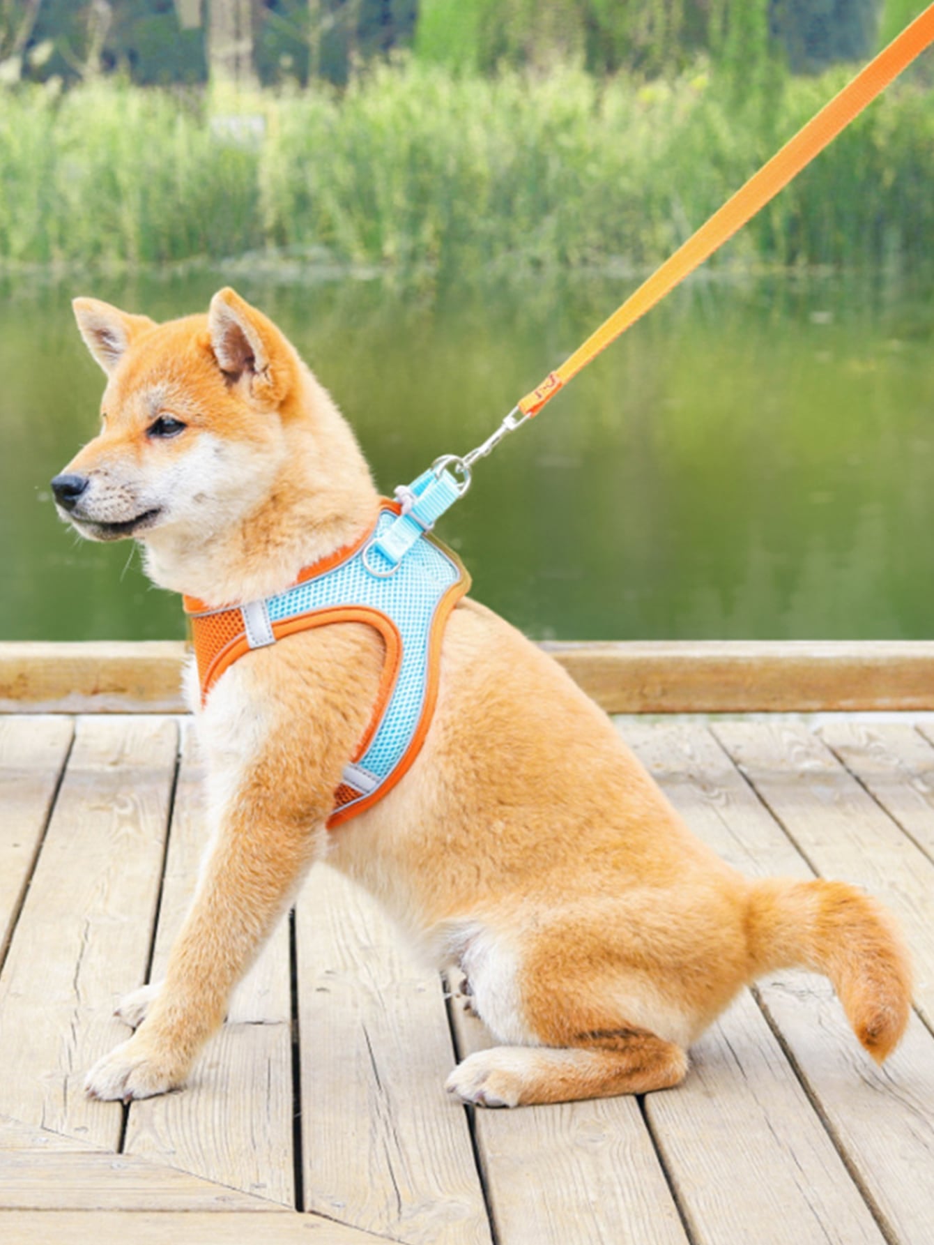 Colorblock Pet Harness 1pc Leash