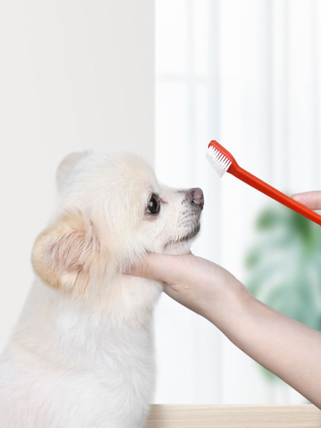 2pcs Double Head Random Color Pet Toothbrush