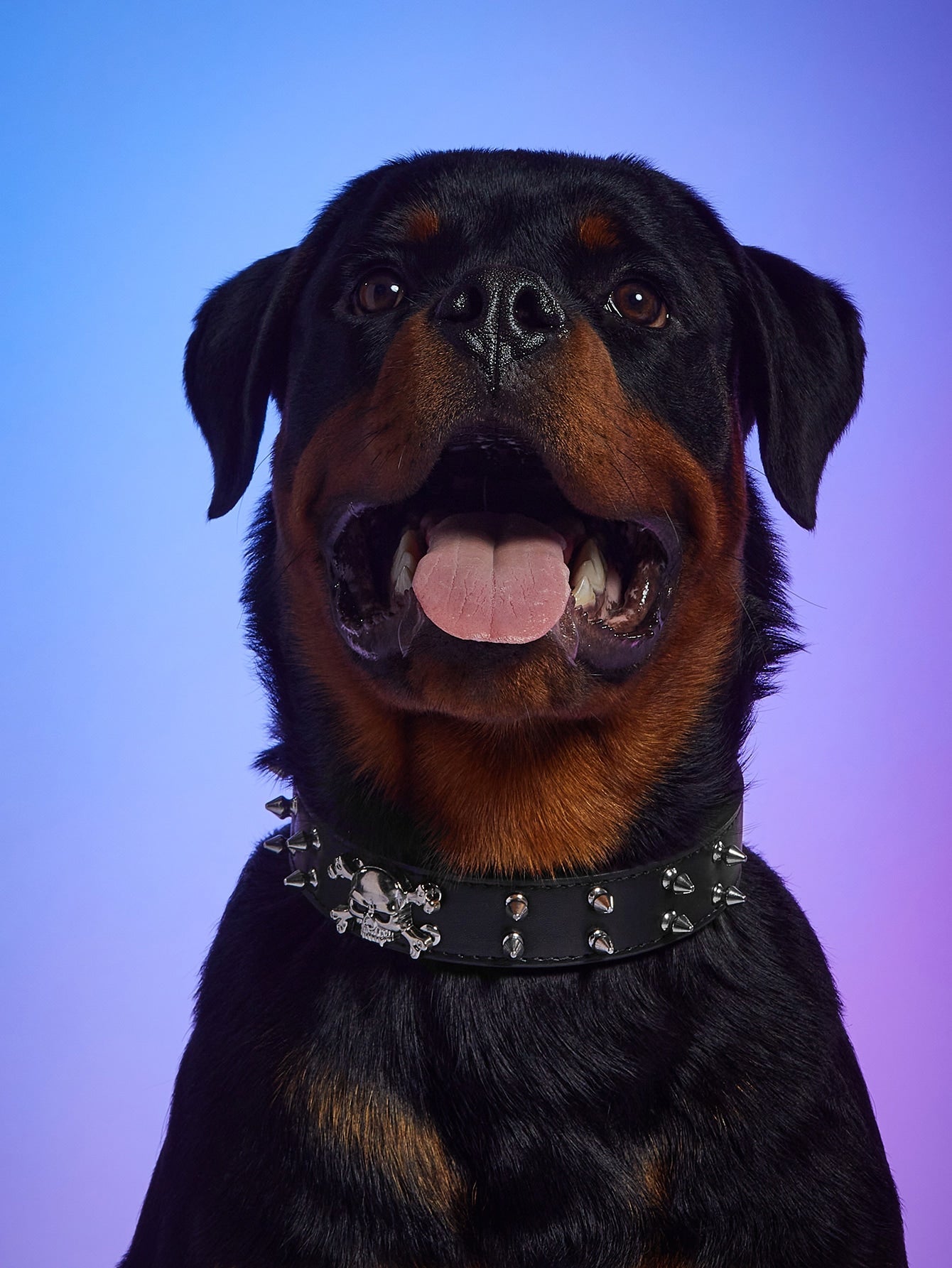 1pc Skeleton Decor Pet Collar