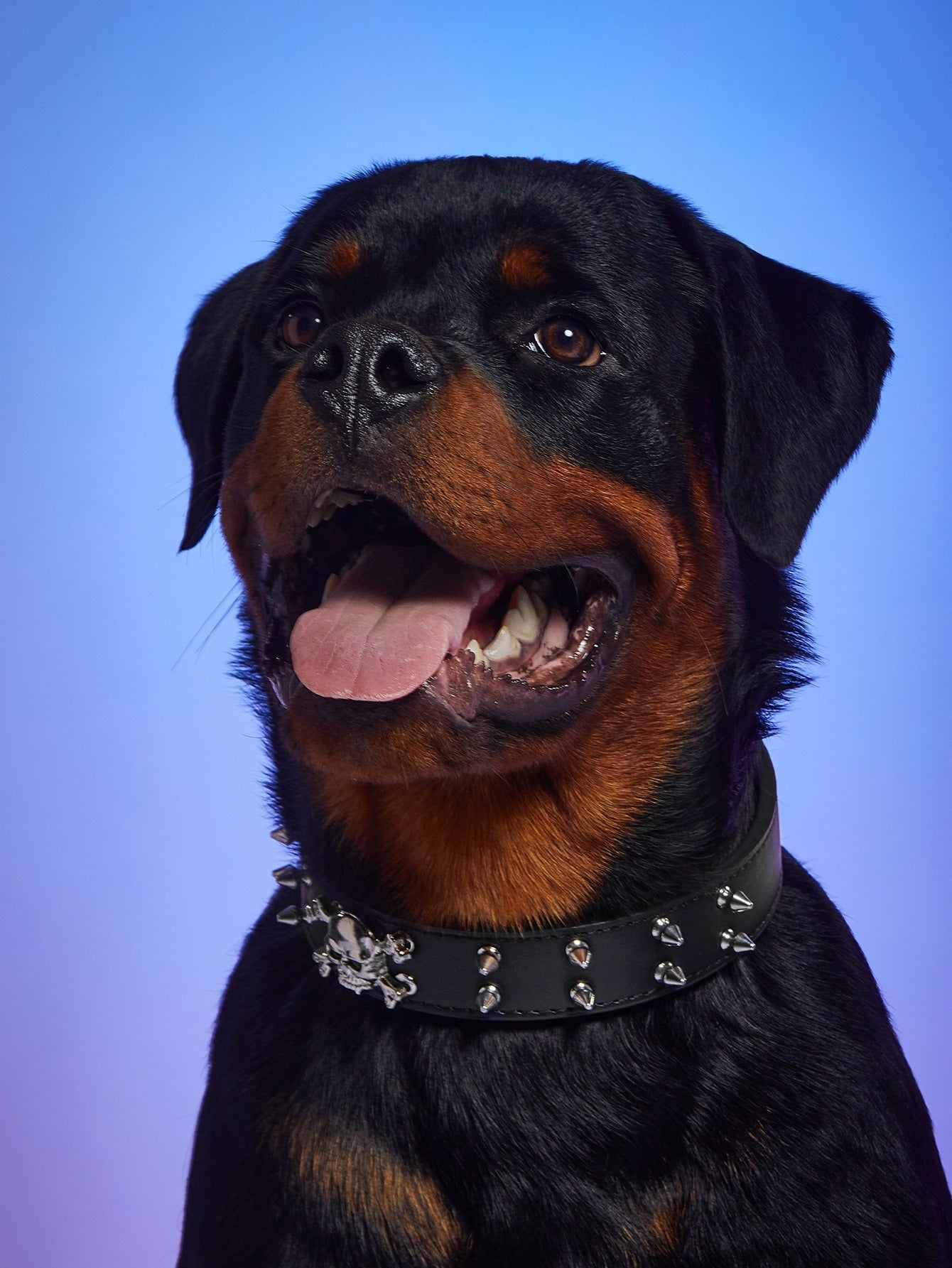 1pc Skeleton Decor Pet Collar