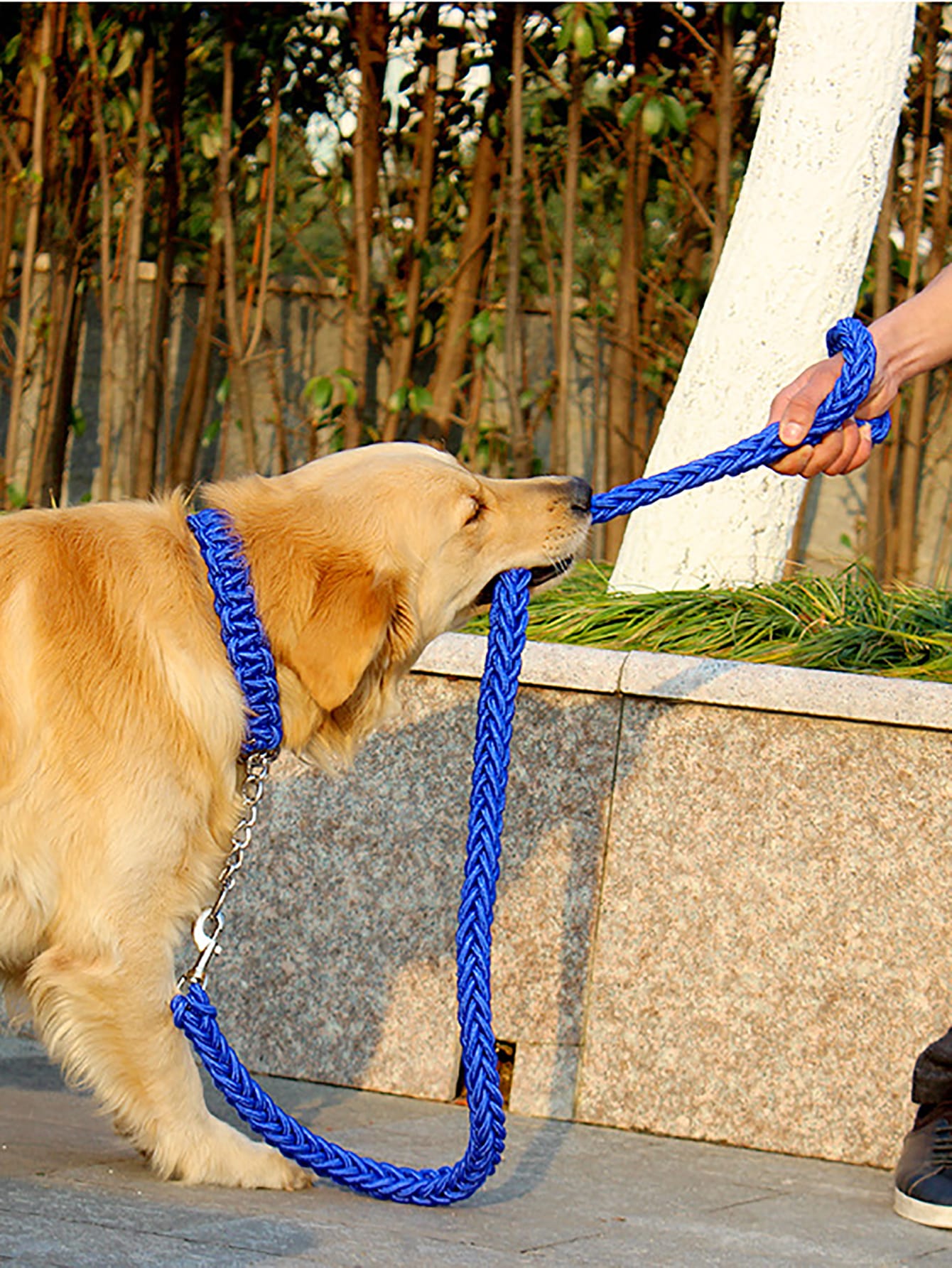 1pc Random Color Pet Collar 1pc Leash