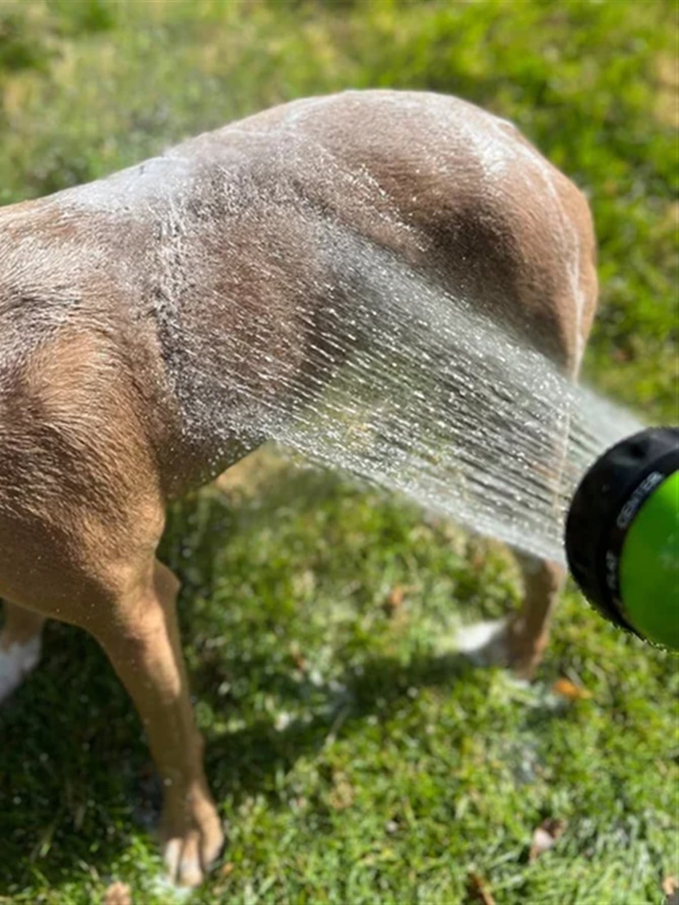1pc Pet Cleaning Water Gun