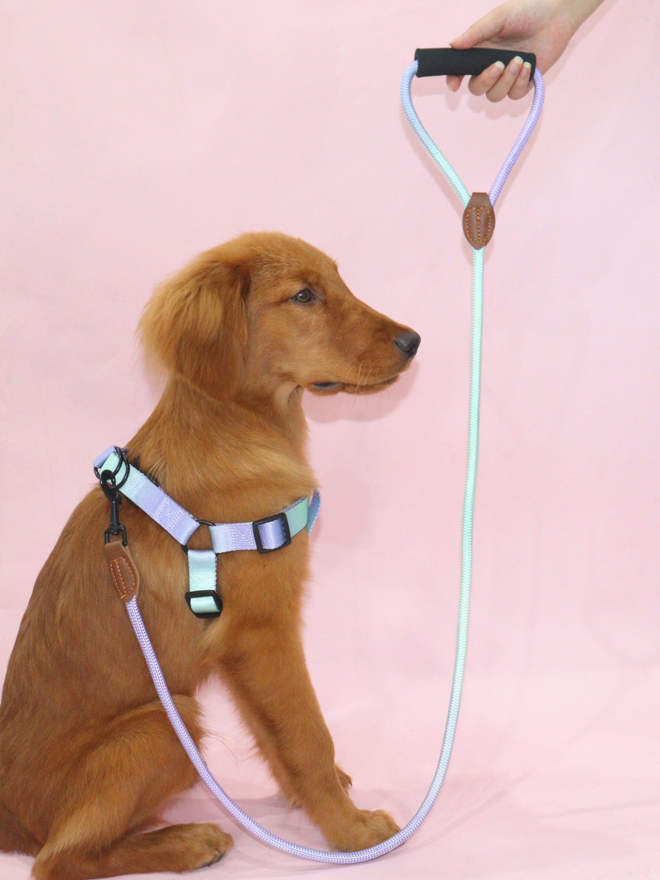 1pc Colorblock Pet Leash