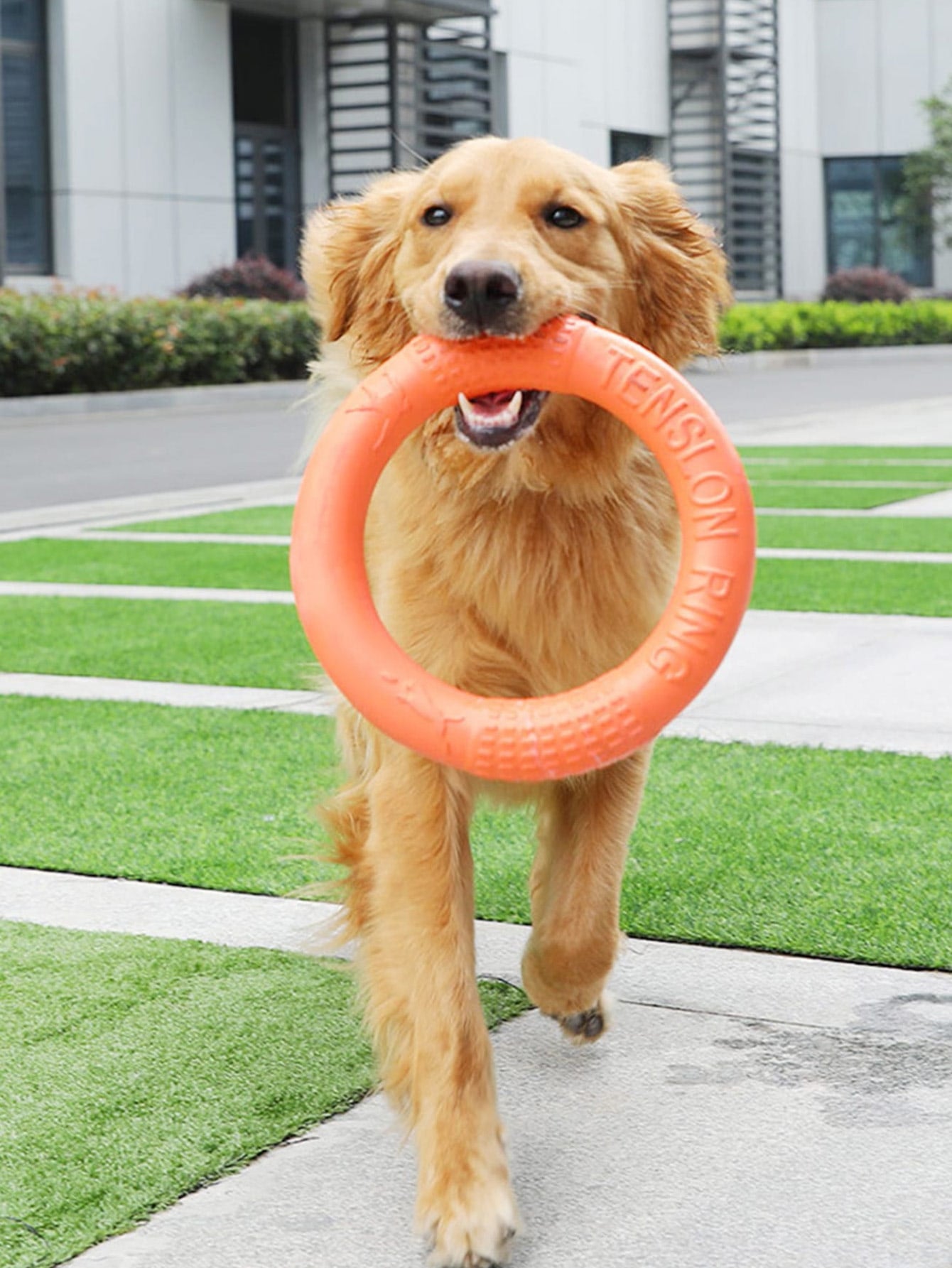 1pc Letter Graphic Pet Training Ring