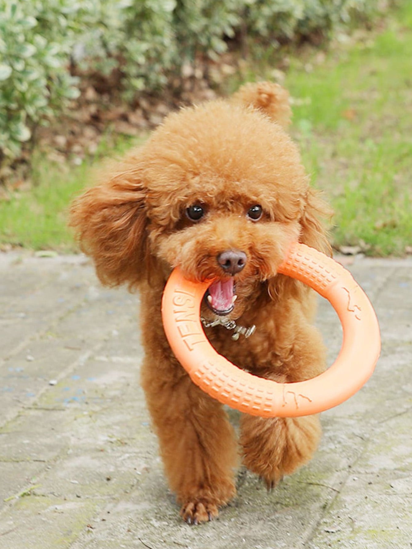 1pc Letter Graphic Pet Training Ring