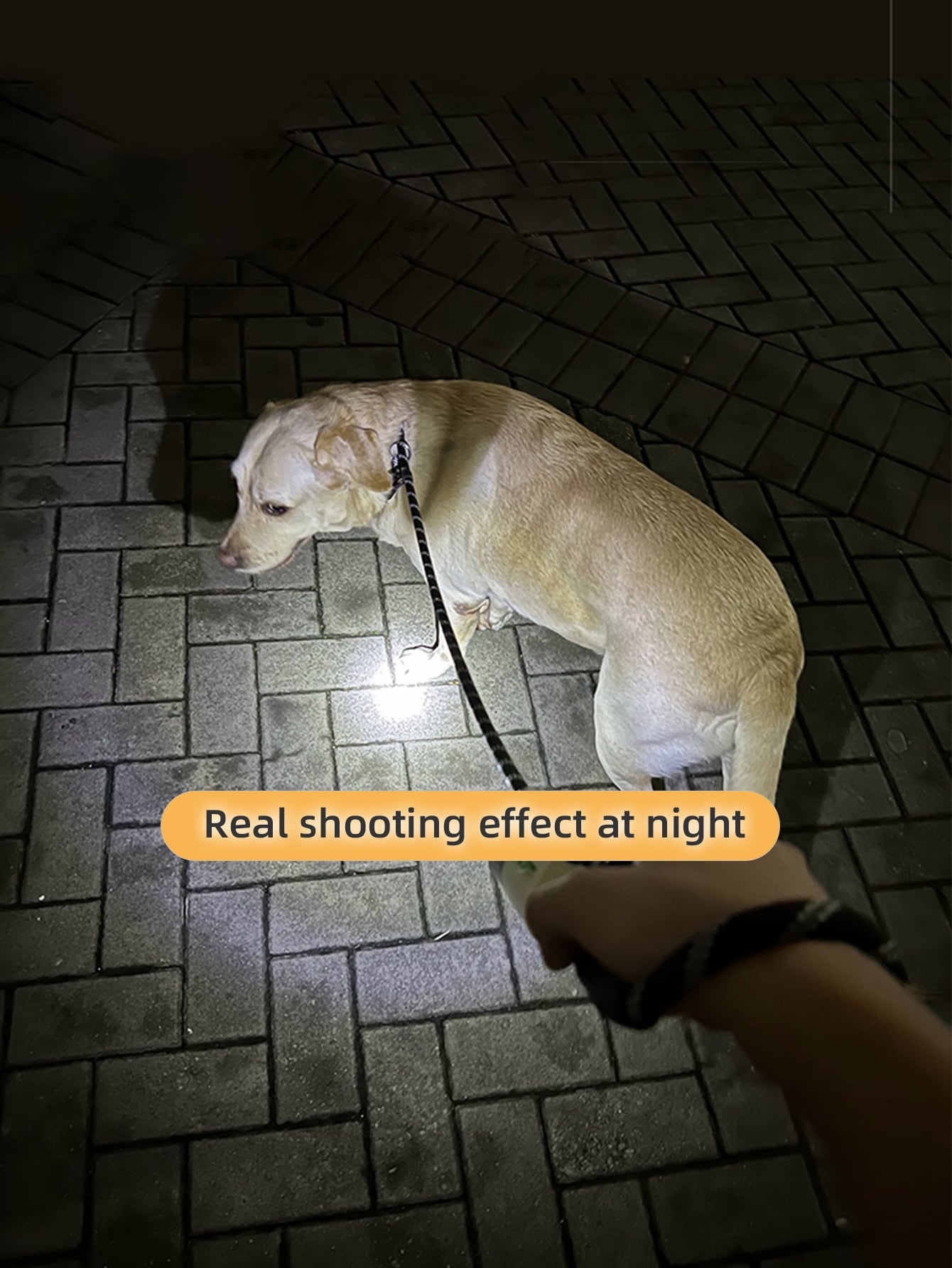 dog leash with flashlight and dog waste bag dispenser