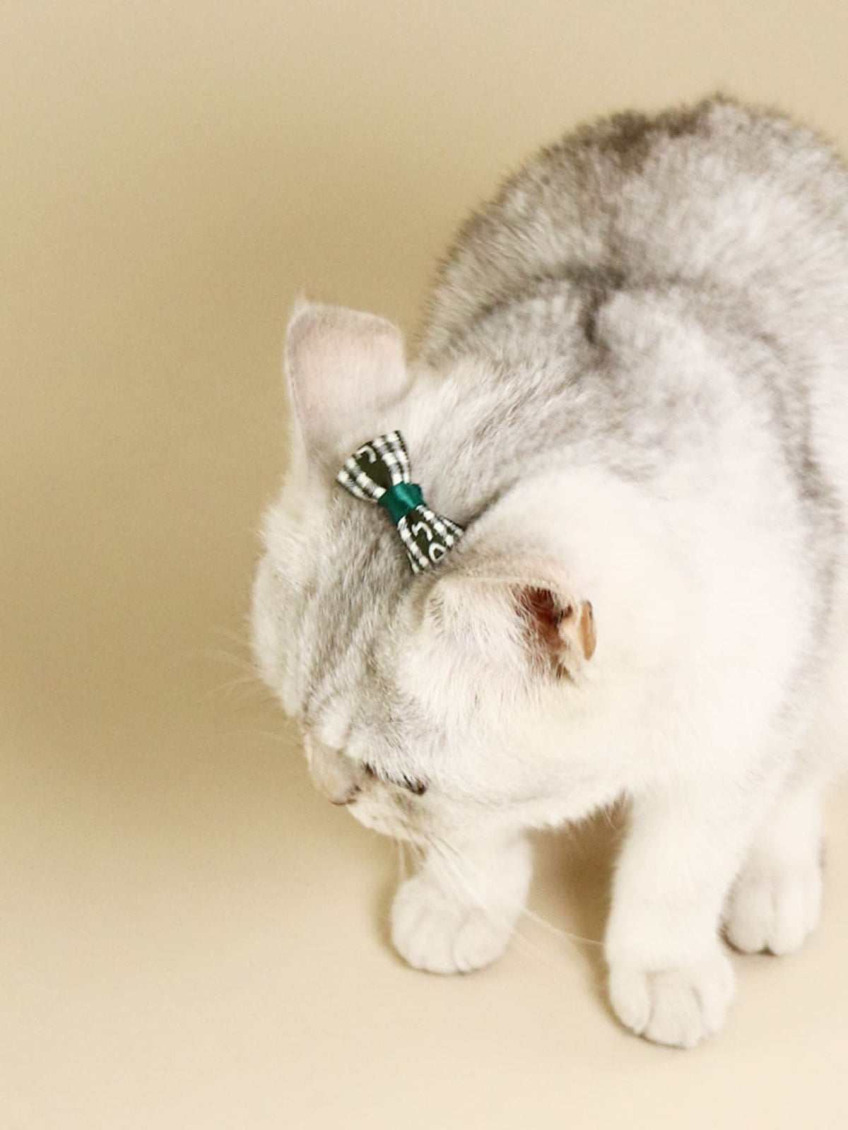 Random Color Bow Decor Dog Hair Clip