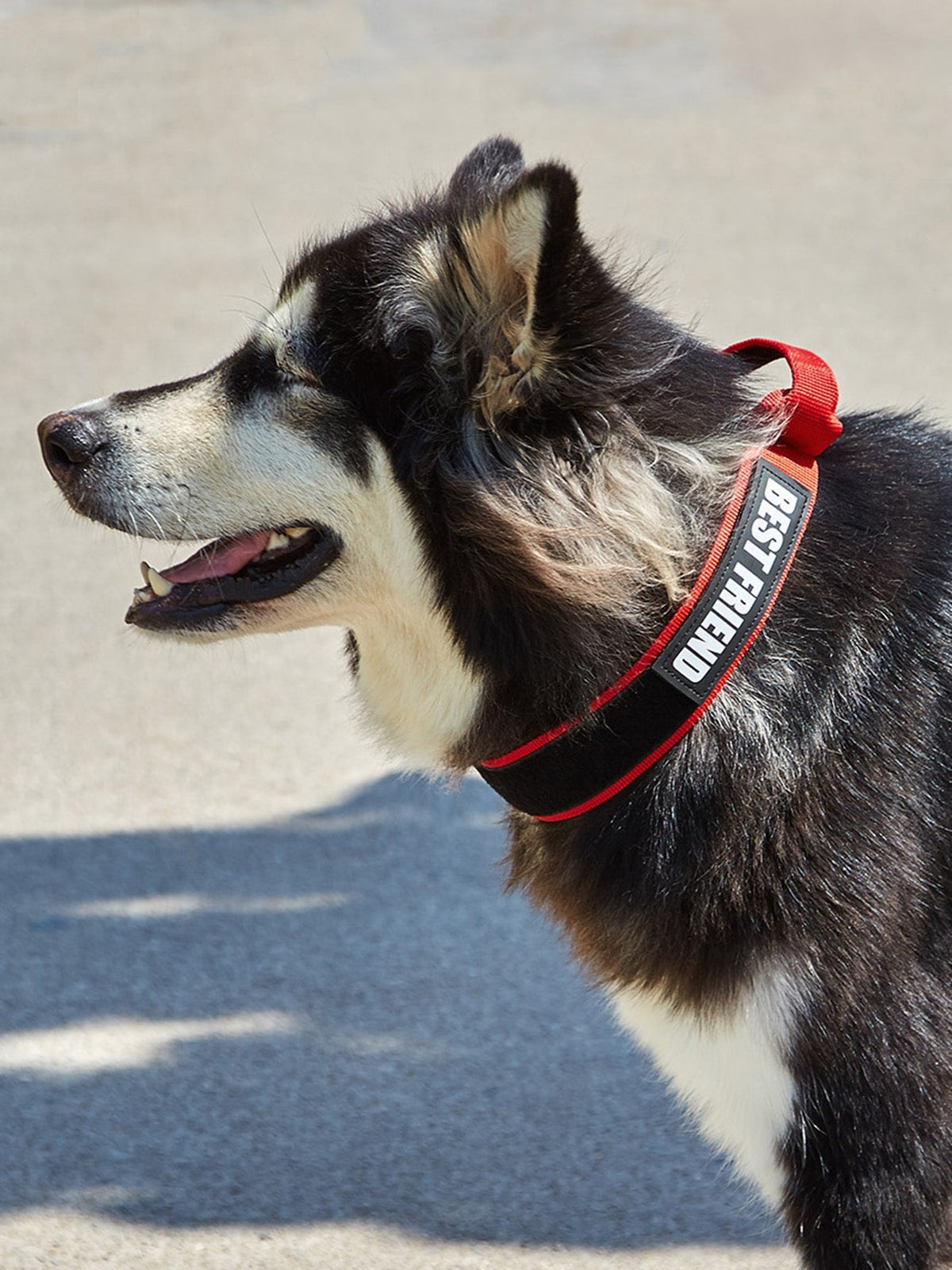 Letter Graphic Pet Collar