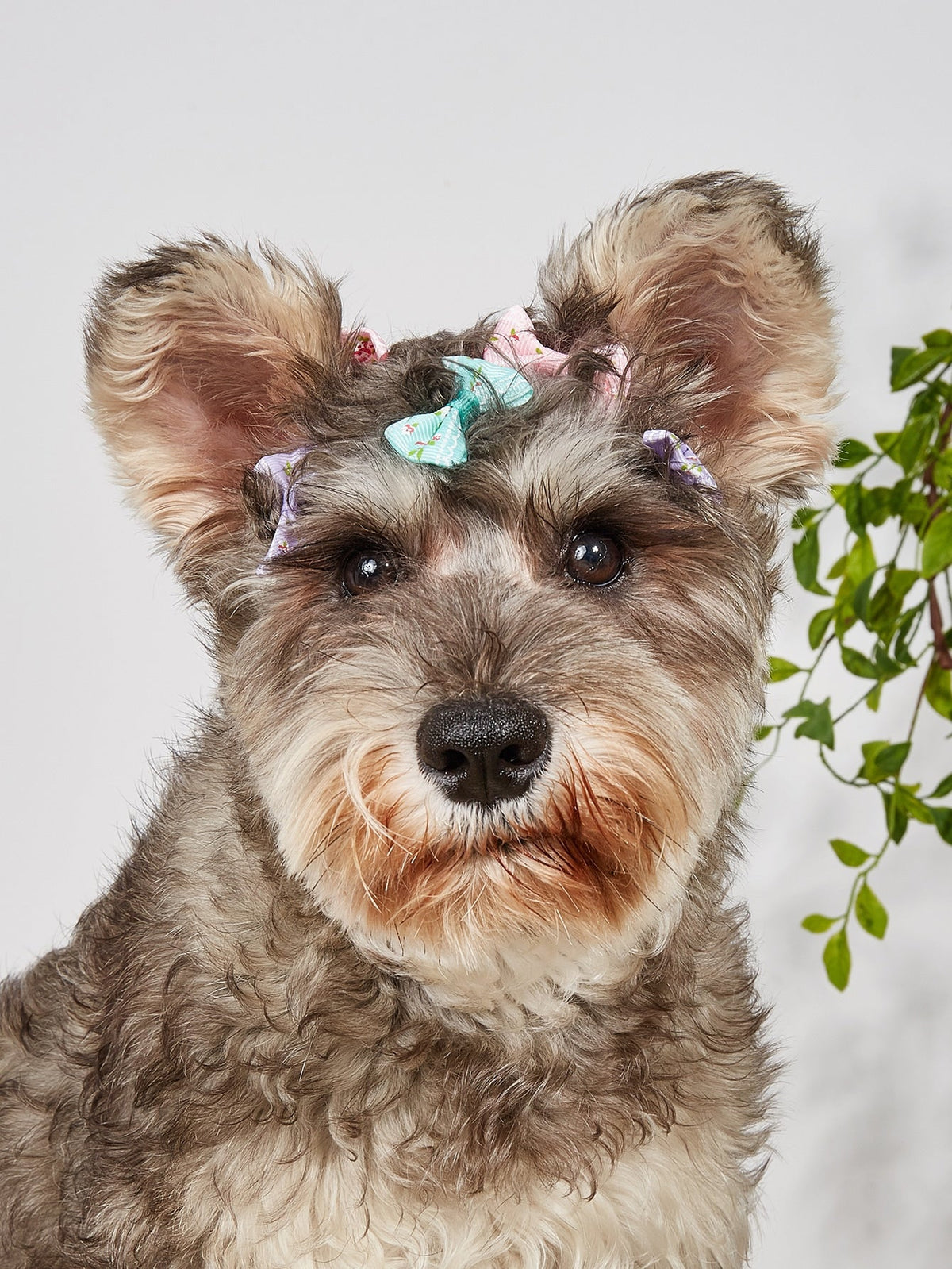 Bow Decor Dog Hair Tie
