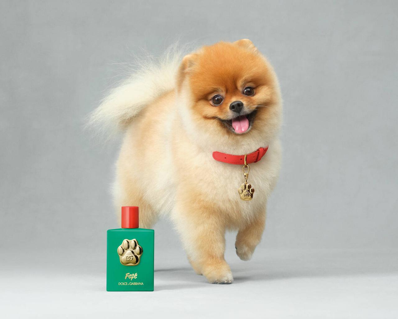 Dolce & Gabbana Fefe Dog Perfume - SAFICCO