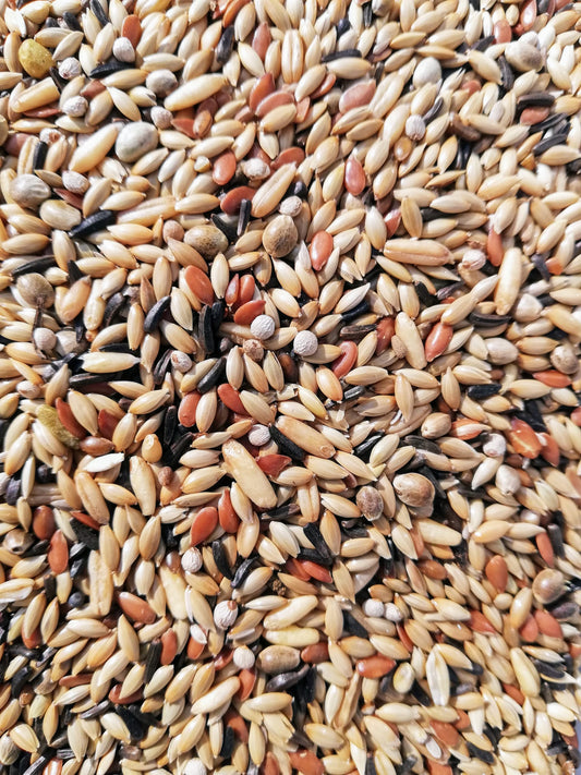 Canar mixed seeds