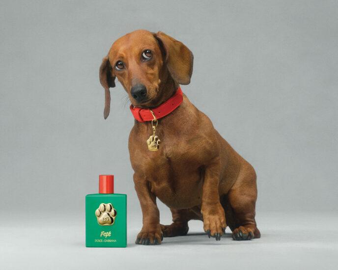 Dolce & Gabbana Fefe Dog Perfume - SAFICCO