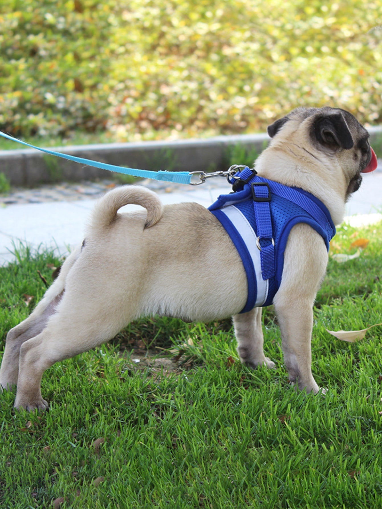 Pet collars and harnesses sale