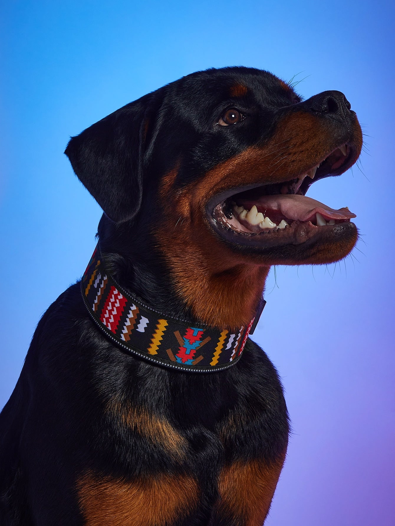 Wave Striped Pet Collar