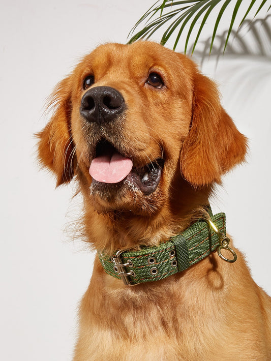 1pc Belt Design Pet Collar