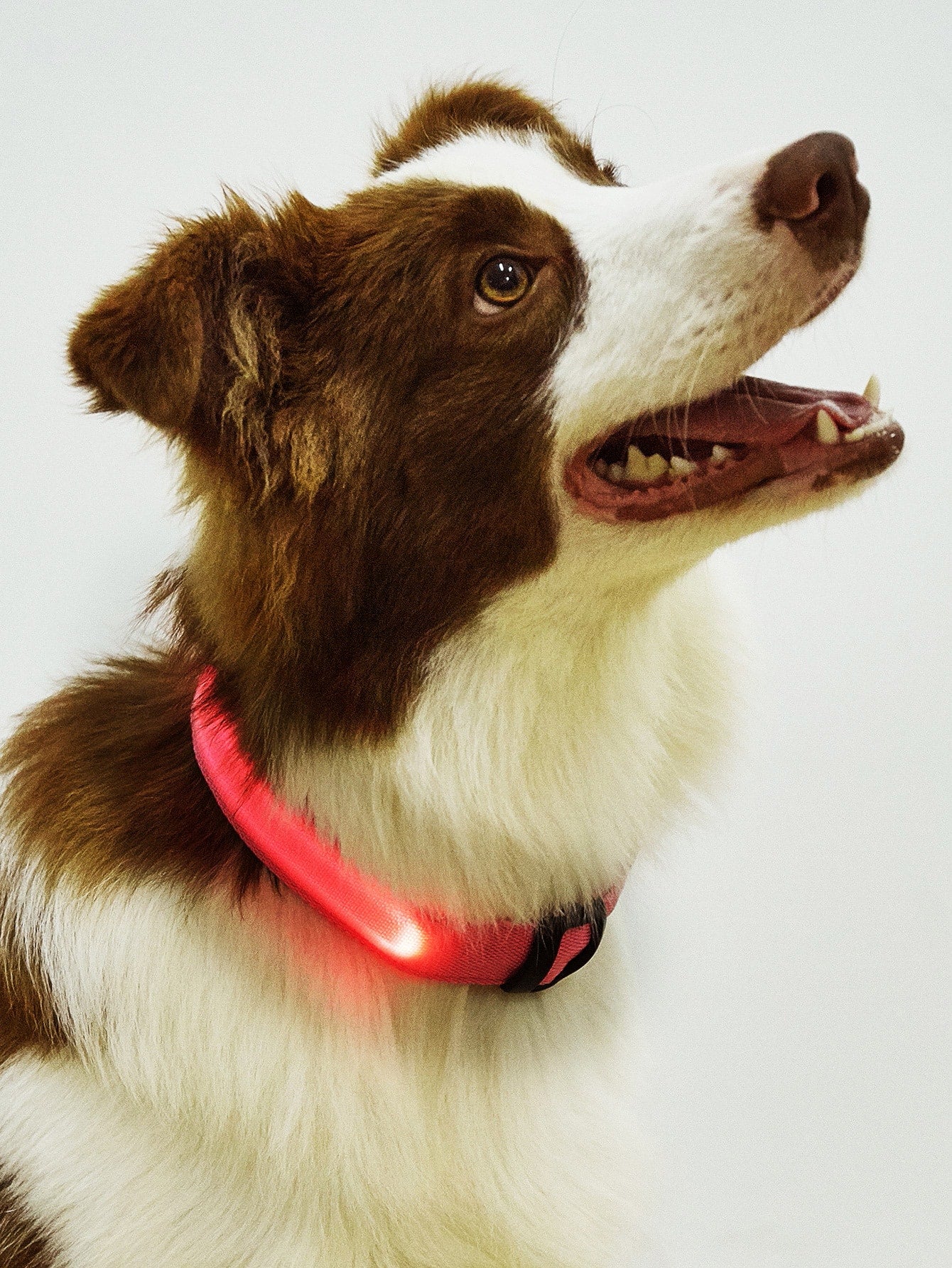 1pc LED Light Up Dog Collar For Night Safety Walking With Quick Snap Buckle Adjustable Comfortable Nylon Collar For Small Medium Large Dogs