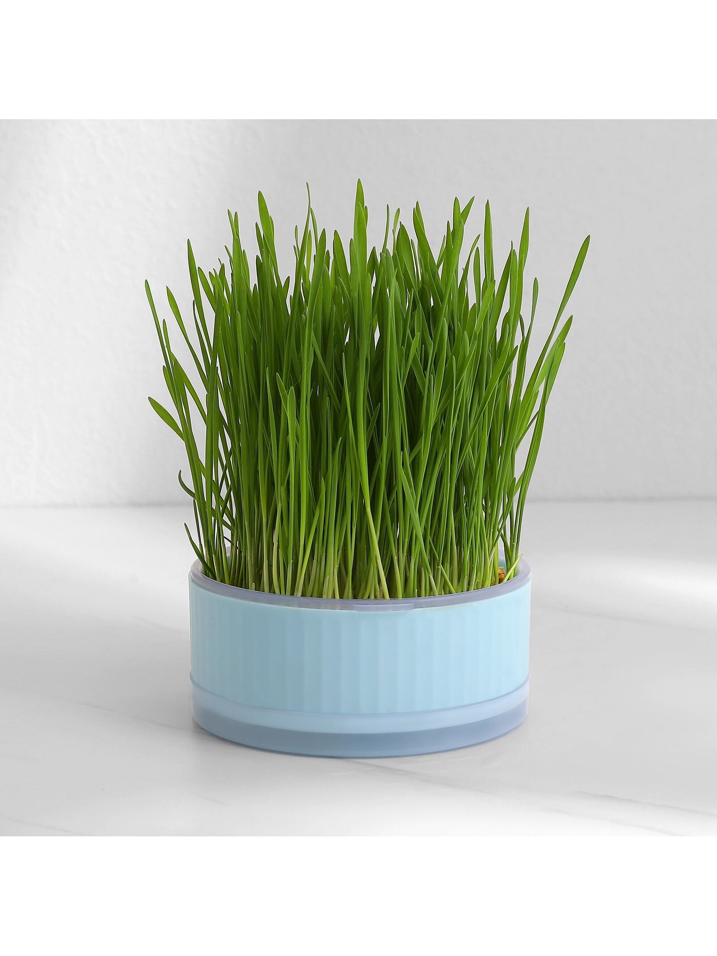 1pc Blue Round Cat Grass Box