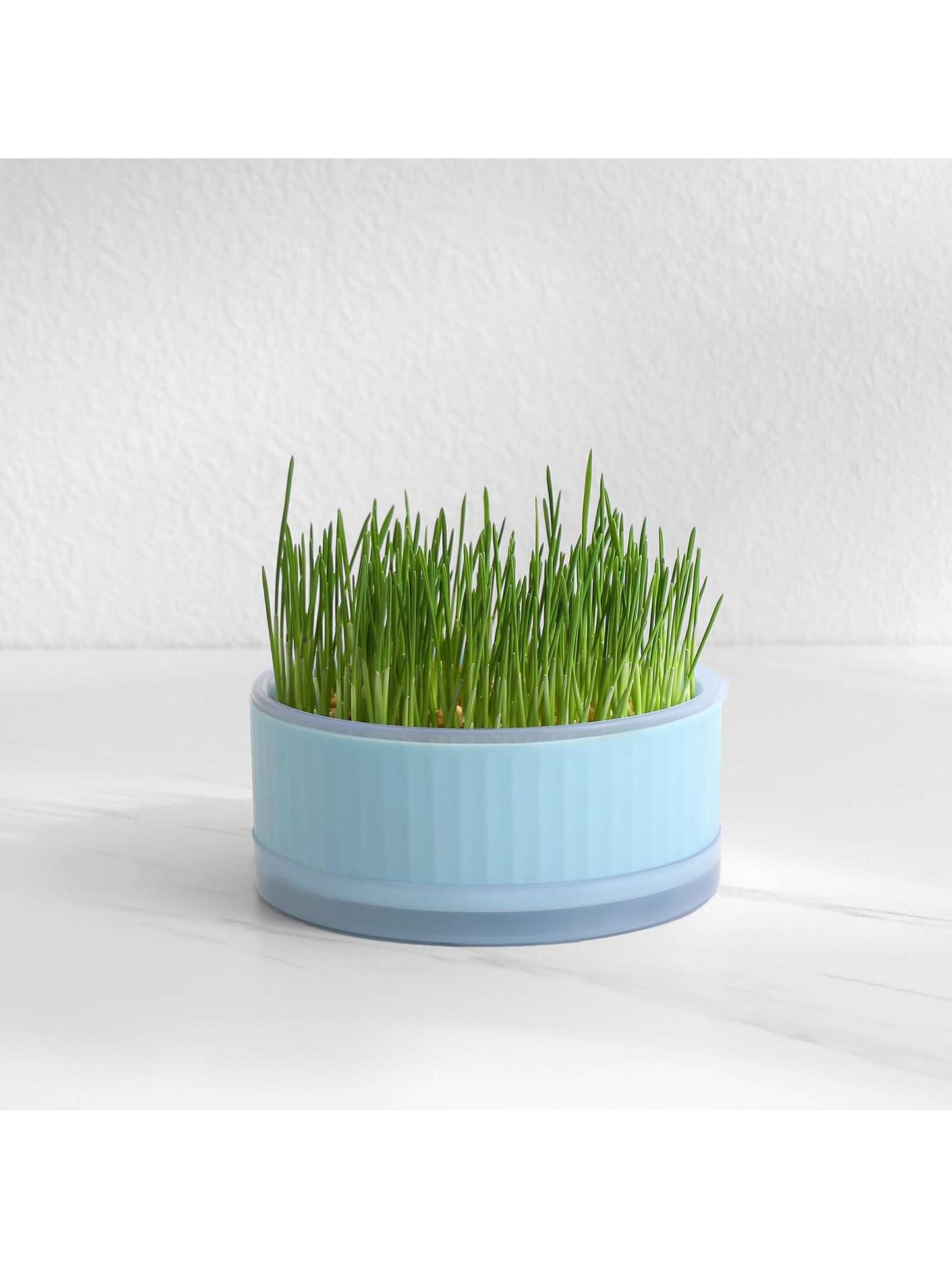 1pc Blue Round Cat Grass Box