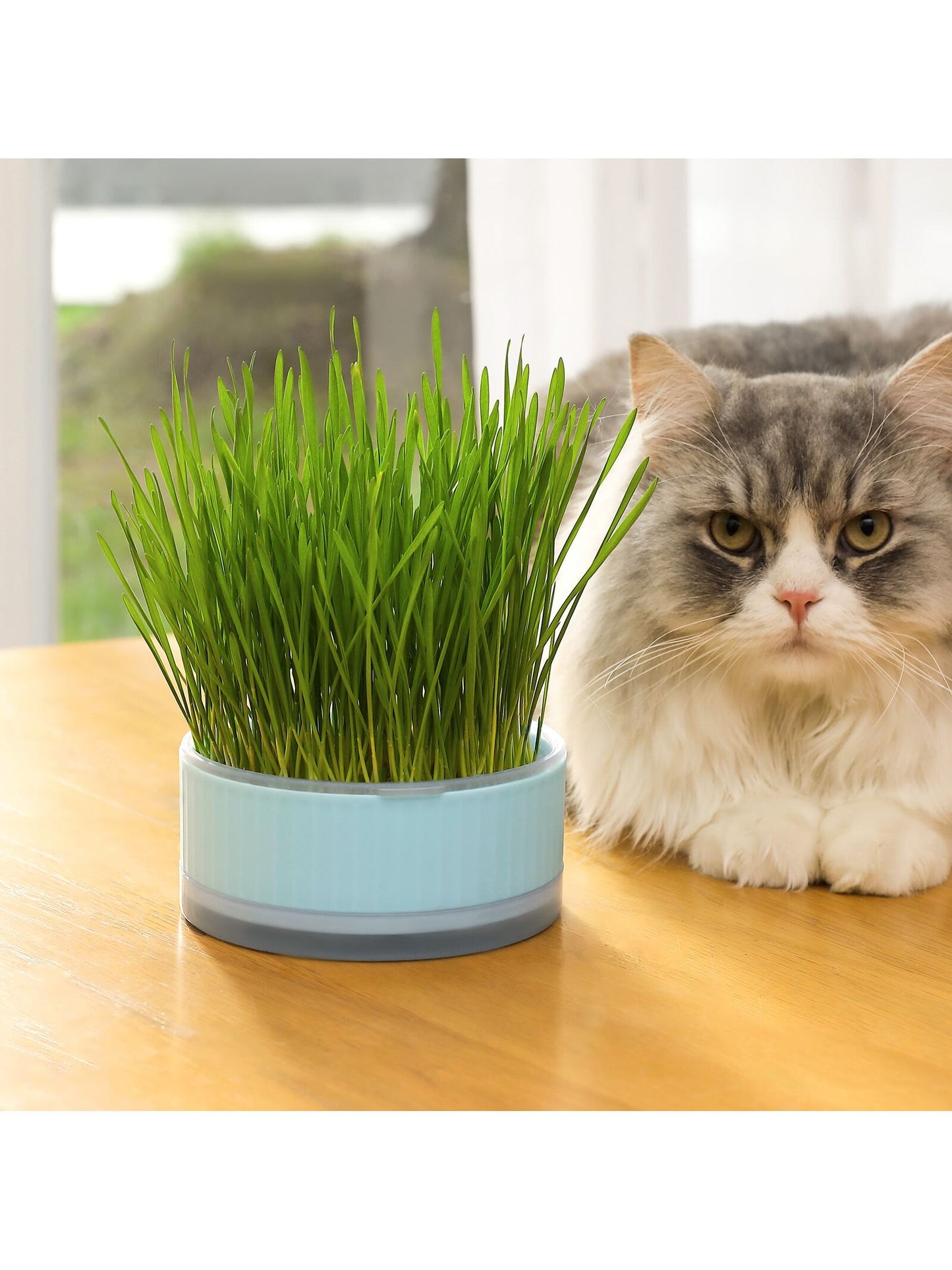 1pc Blue Round Cat Grass Box