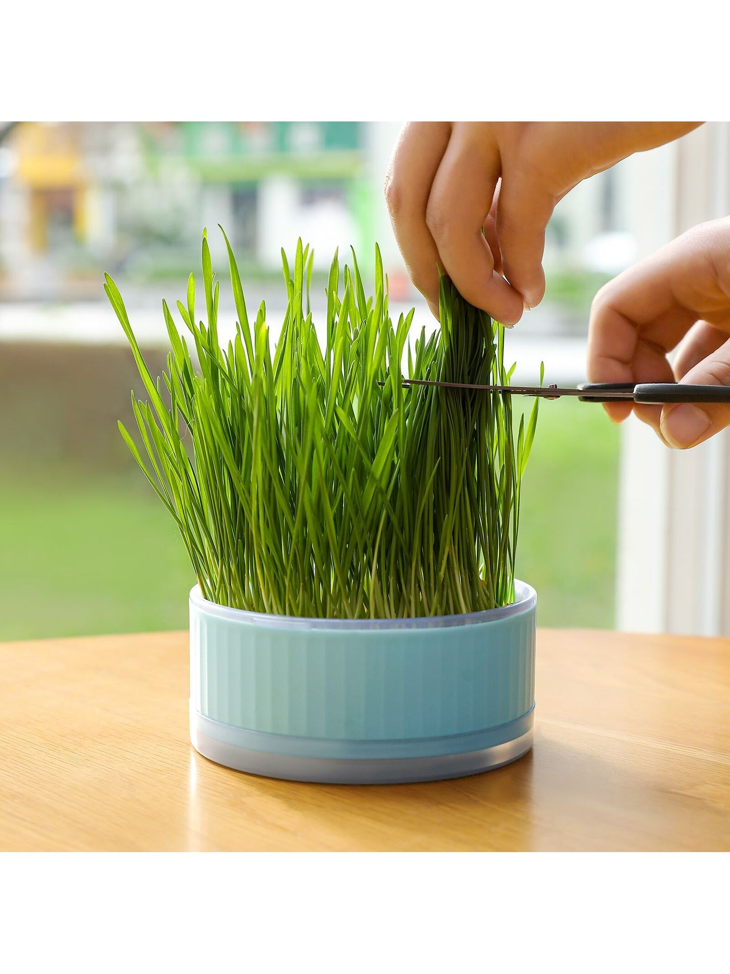 1pc Blue Round Cat Grass Box