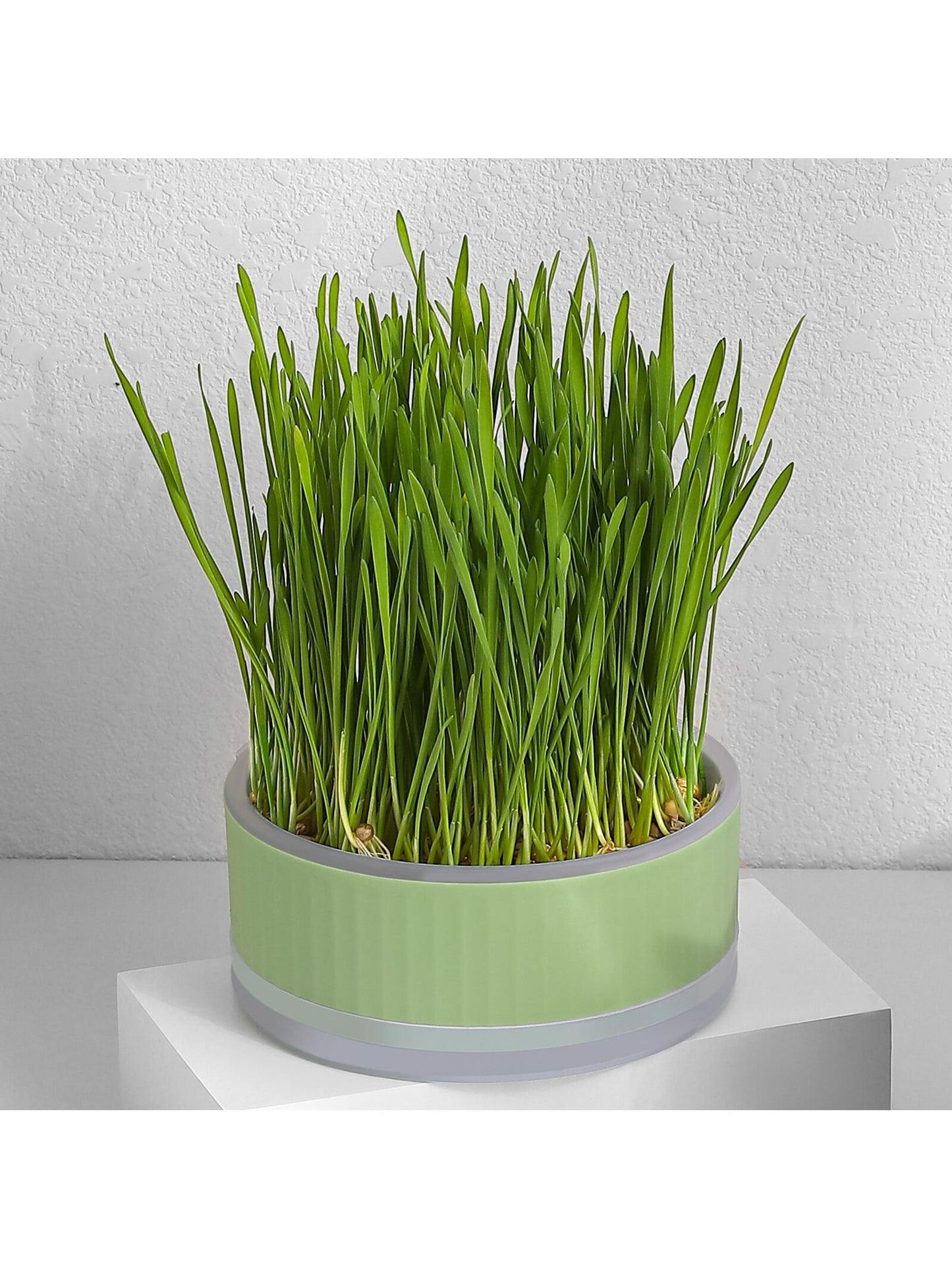 1pc Blue Round Cat Grass Box