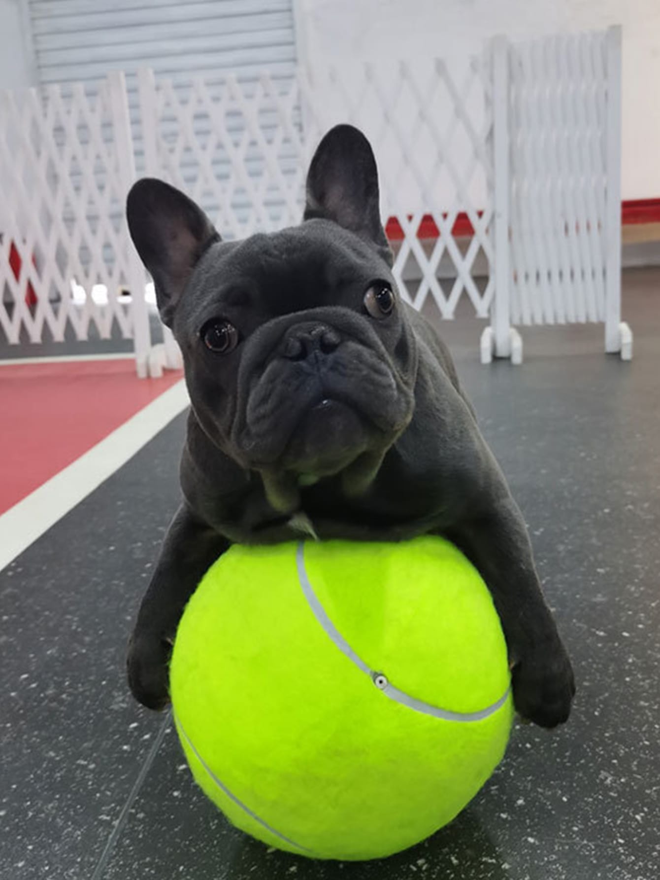Inflatable Dog Tennis Ball Toy 21cm Diameter