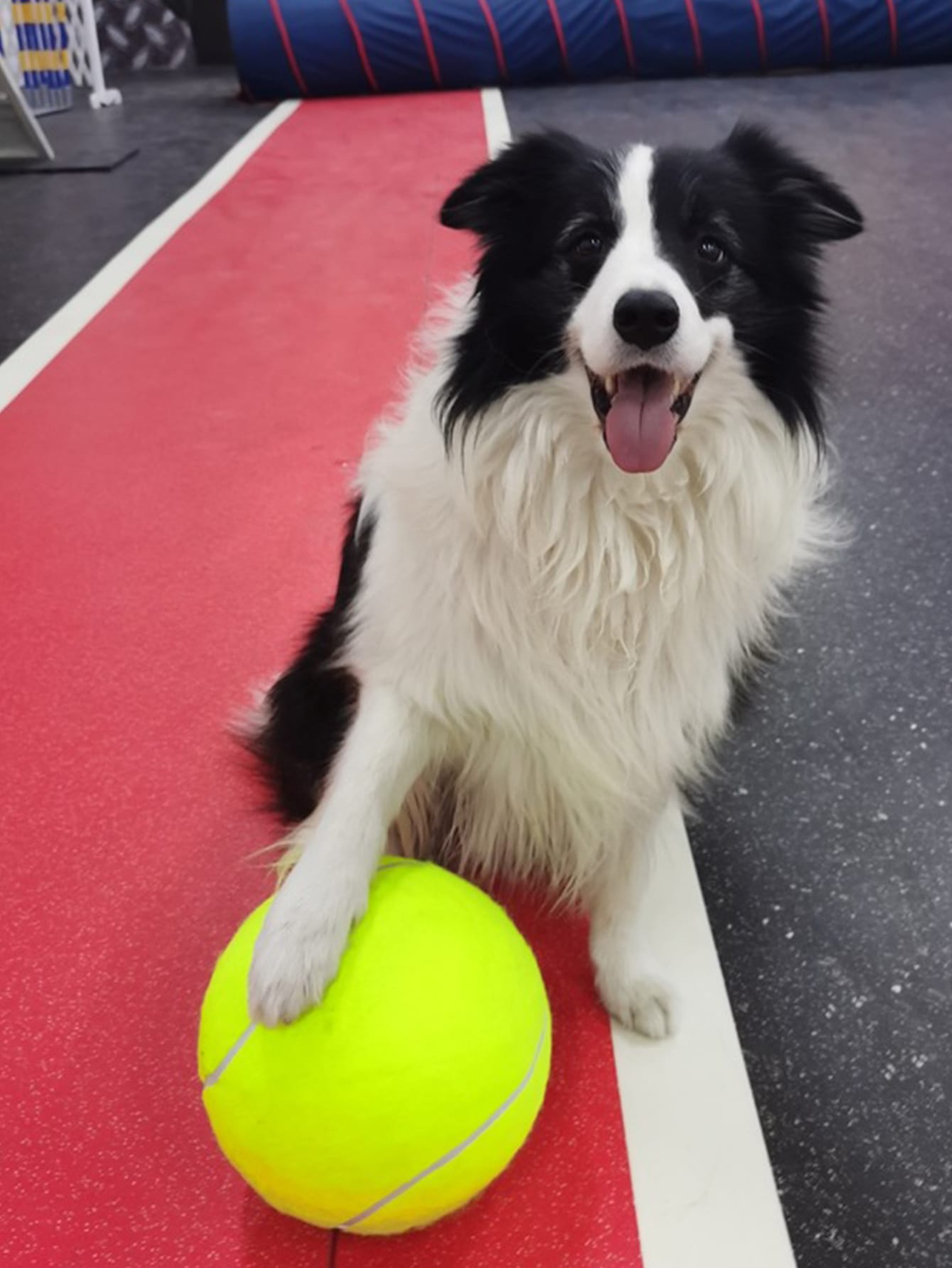 Inflatable Dog Tennis Ball Toy 21cm Diameter